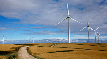 Windmills in a field
