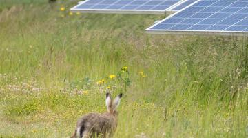 Solar panels in a field