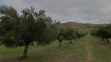Orchard with trees