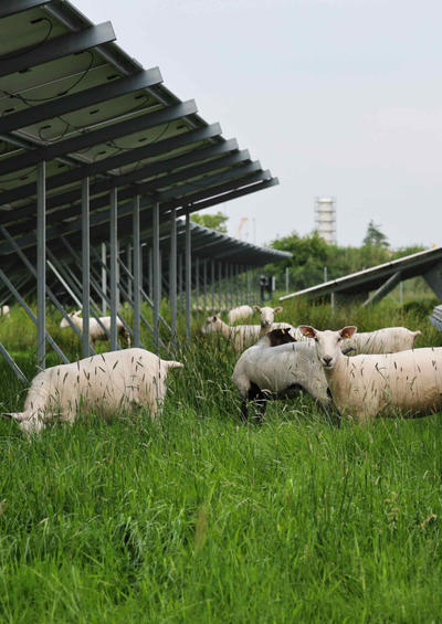 PV panels and sheep grazing