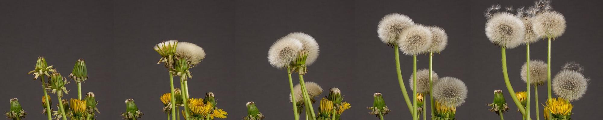 Dandelions