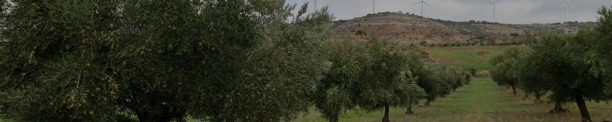 Orchard with trees